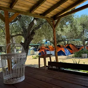  Camping Camping Olive Trees